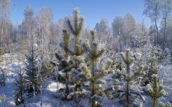 В лесах Тамбовской области усилена охрана хвойных деревьев