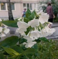 В микрорайоне СОМ состоялся праздничный концерт, посвященный 246-летию со дня основания города Кирсанова