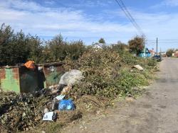 С 1 сентября 2025 года  запрещено размещать на контейнерных площадках древесные и растительные отходы