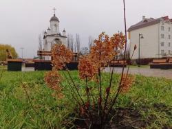 Озеленение нового общественного пространства завершено