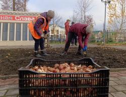В Кирсанове высадили тюльпаны возле Вечного огня
