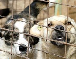 Отлов безнадзорных собак