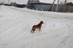 Карантин по бешенству животных введён в городе Кирсанове
